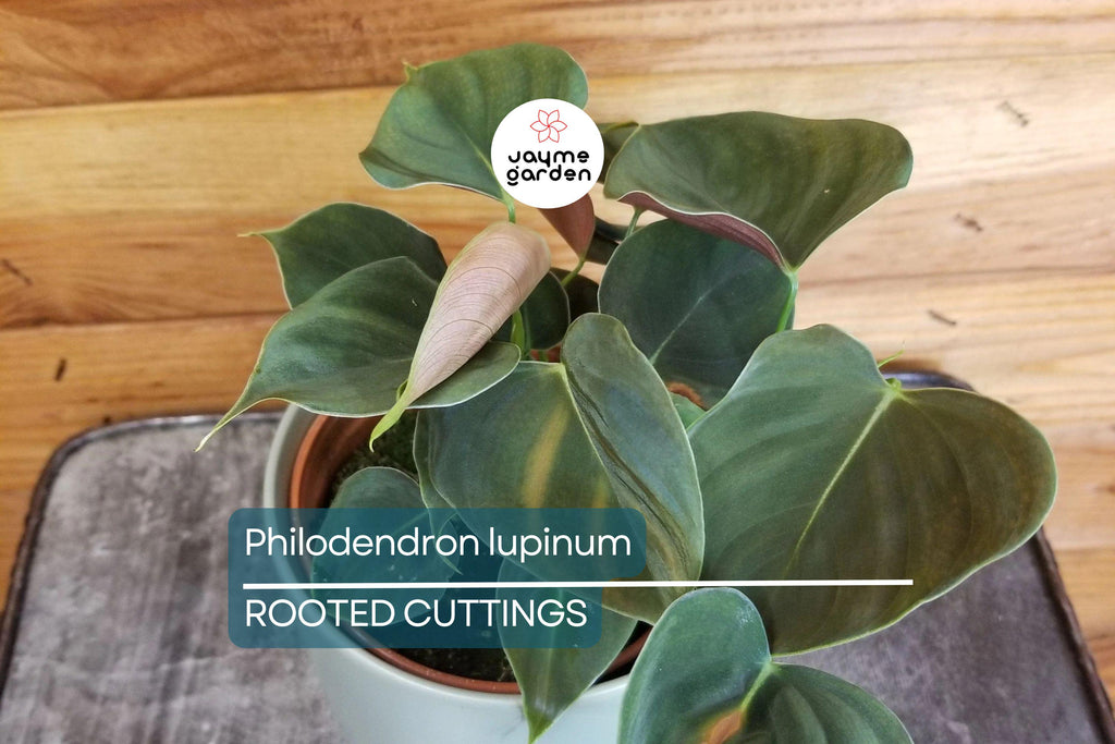 Philodendron Lupinum Live Plant – Well-Rooted Climbing/Vining Aroid, 2.75-4” Pot