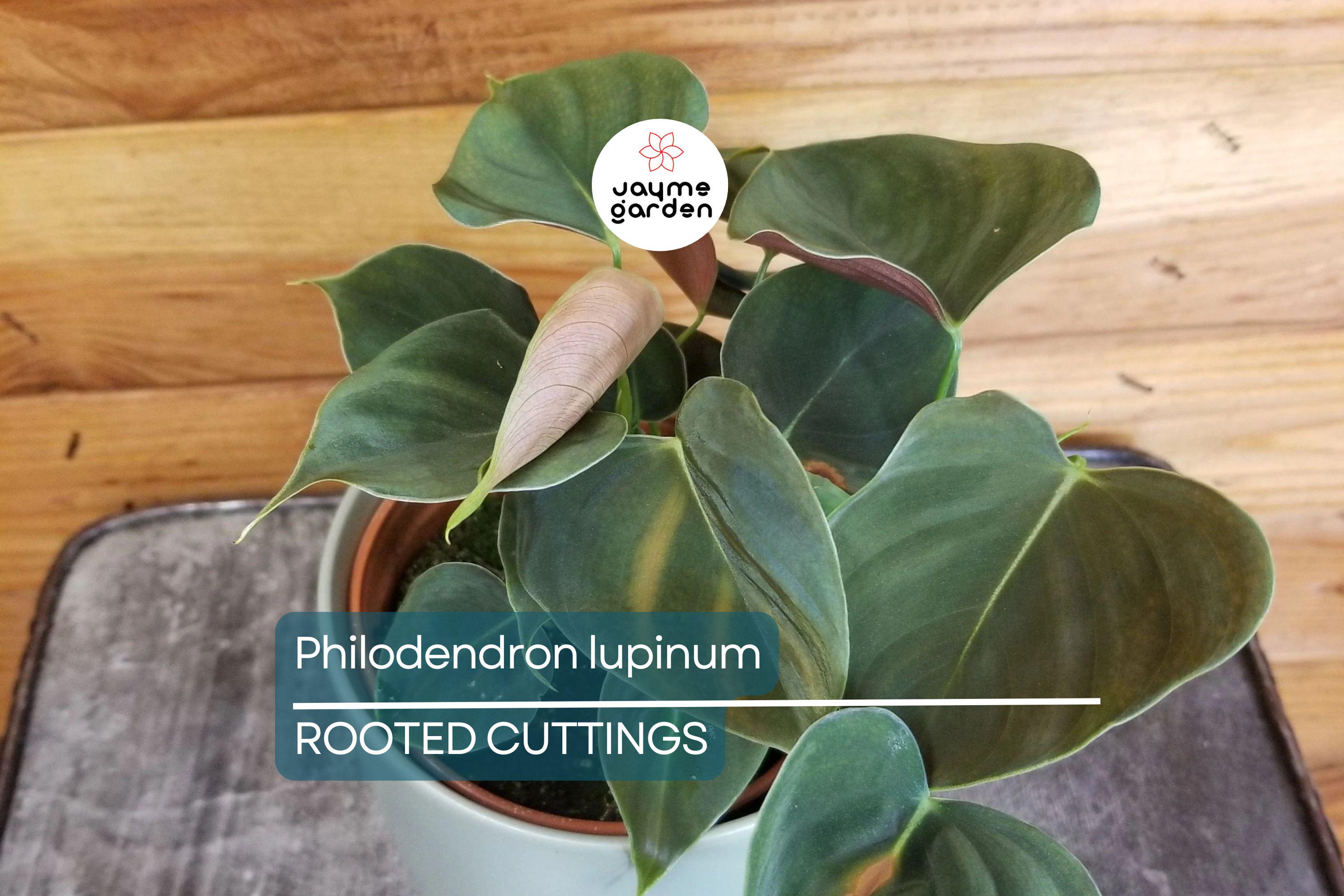 Philodendron Lupinum Live Plant – Well-Rooted Climbing/Vining Aroid, 2.75-4” Pot