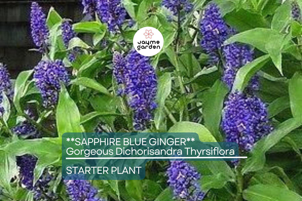 Sapphire Blue Ginger (Dichorisandra Thyrsiflora) | Live Starter Plant | Gorgeous Blue Flowers | Indoor & Outdoor Shade-Loving