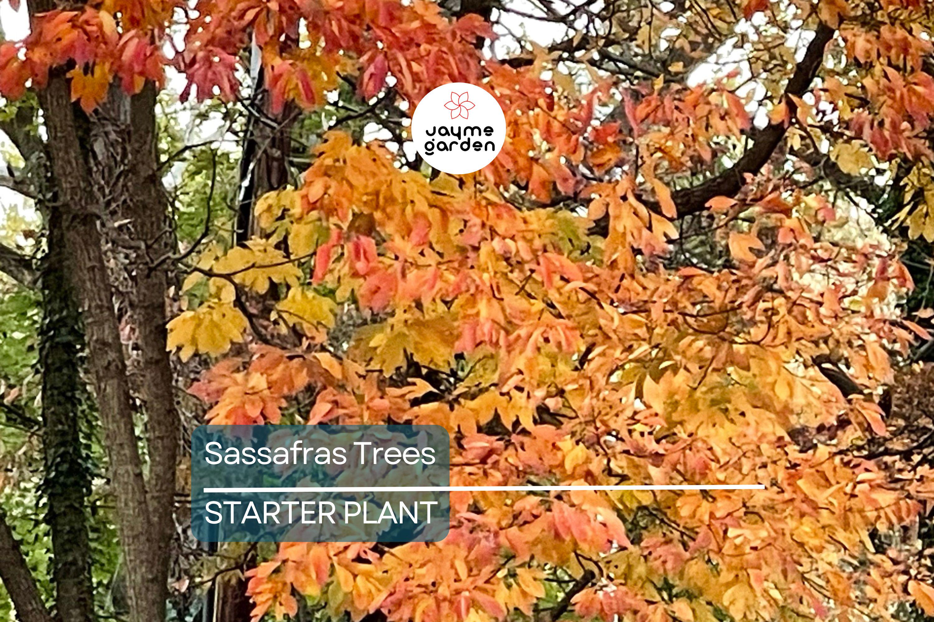 2 Sassafras Trees – 1-2 Ft Tall Live Bare Root | Aromatic Leaves | Fast Growing | Ready to Plant | Perfect for Landscaping