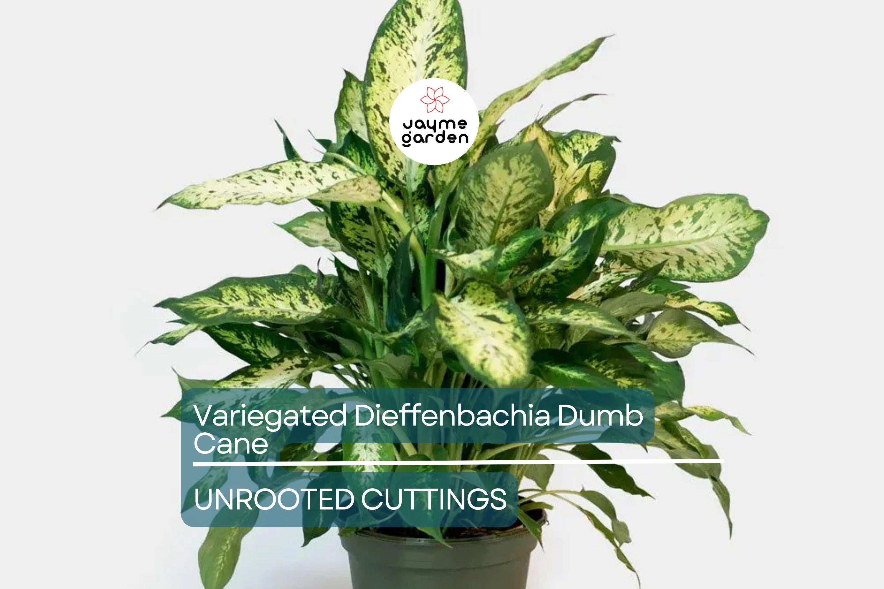 Variegated Dieffenbachia Dumb Cane Live Cutting | Rare Houseplant | Air-Purifying & Fast-Growing | 4-8" Fresh Cutting
