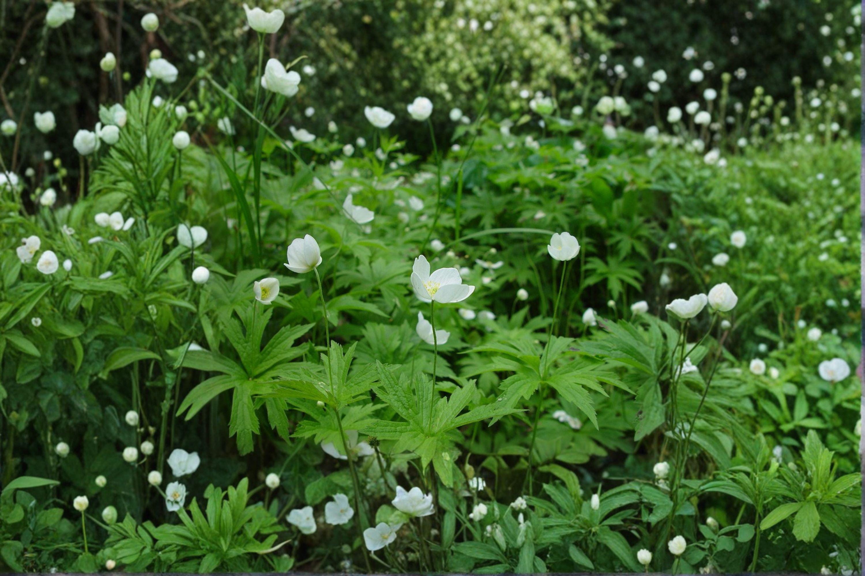 Anemone Canadensis Canada Anemone Seeds – 100 Native Perennial Groundcover Wildflower Seeds | Spreading Wildflower | Pollinator-Friendly