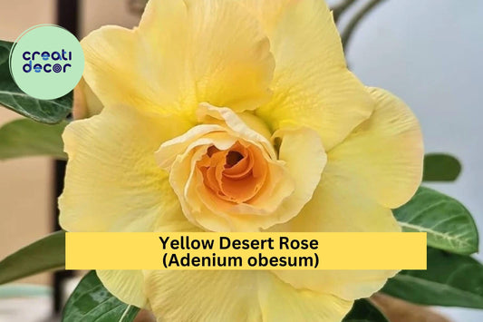 Double Yellow Desert Rose – Adenium obesum – Live Starter Plant, No Pot, Bright Flowering Succulent for Indoor or Garden Display