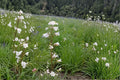 Pale Beardtongue Seeds – Penstemon pallidus | 100 Seeds | Native Wildflower for Pollinator & Prairie Gardens