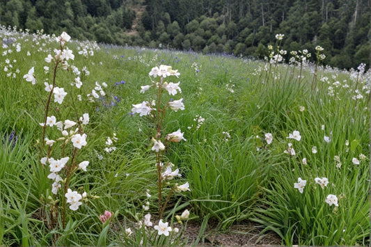 Pale Beardtongue Seeds – Penstemon pallidus | 100 Seeds | Native Wildflower for Pollinator & Prairie Gardens