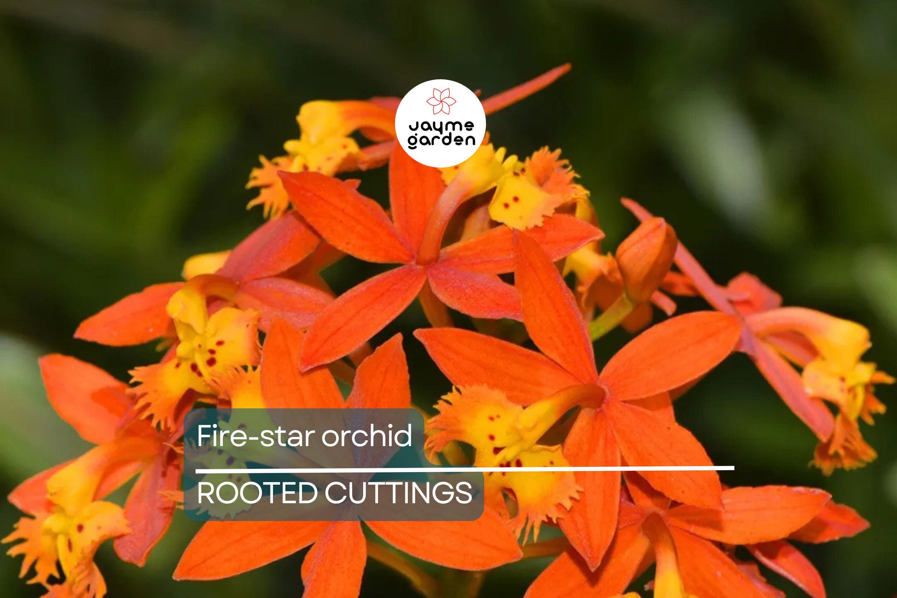 10 Rooted Cuttings – Epidendrum Radicans Ground Orchid | Fire Star Orchid | Fast-Growing & Hardy