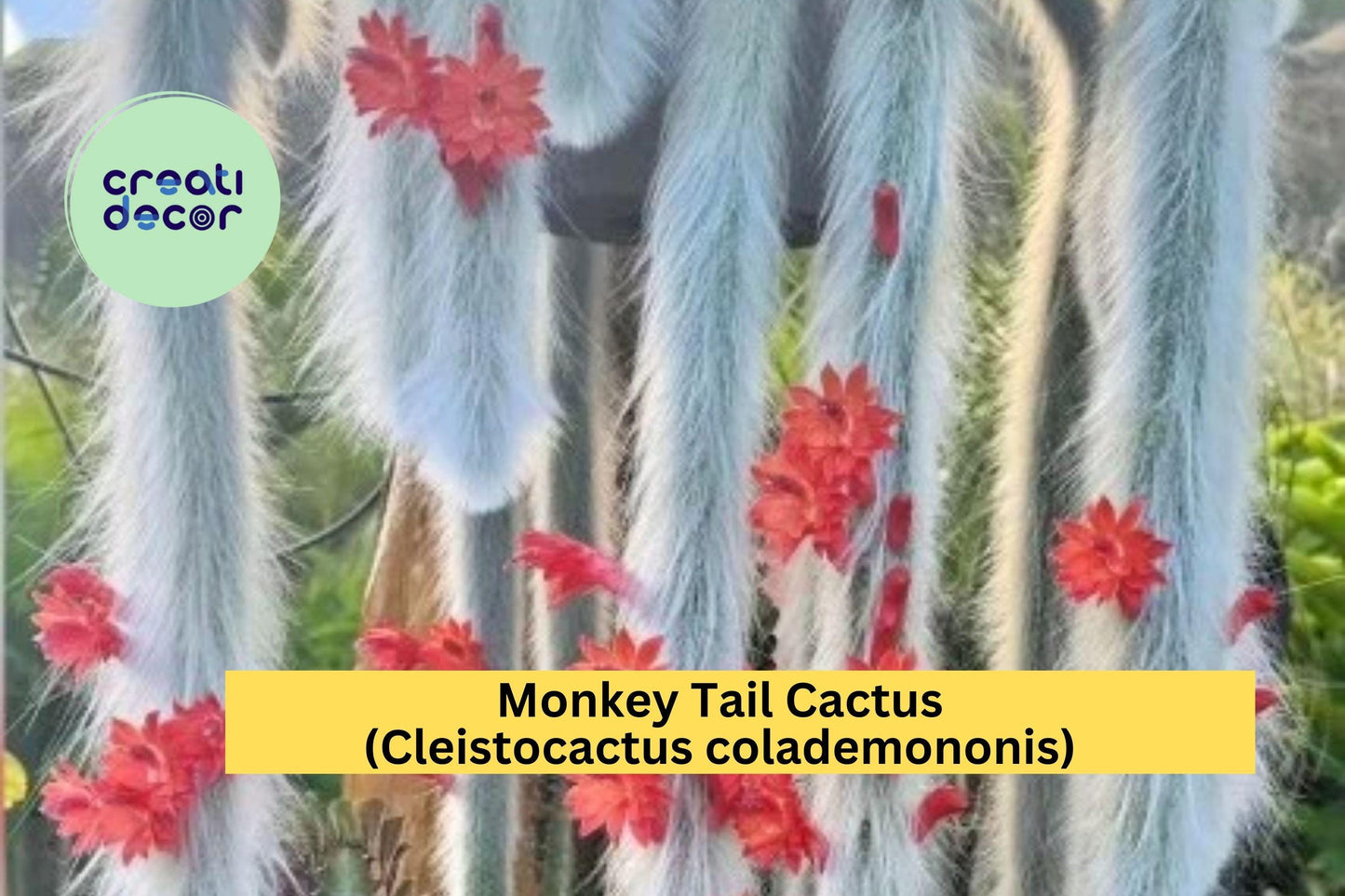 Monkey Tail Cactus Starter Plant | 2" Pot | Cleistocactus colademononis Succulent with Fuzzy Trailing Stems