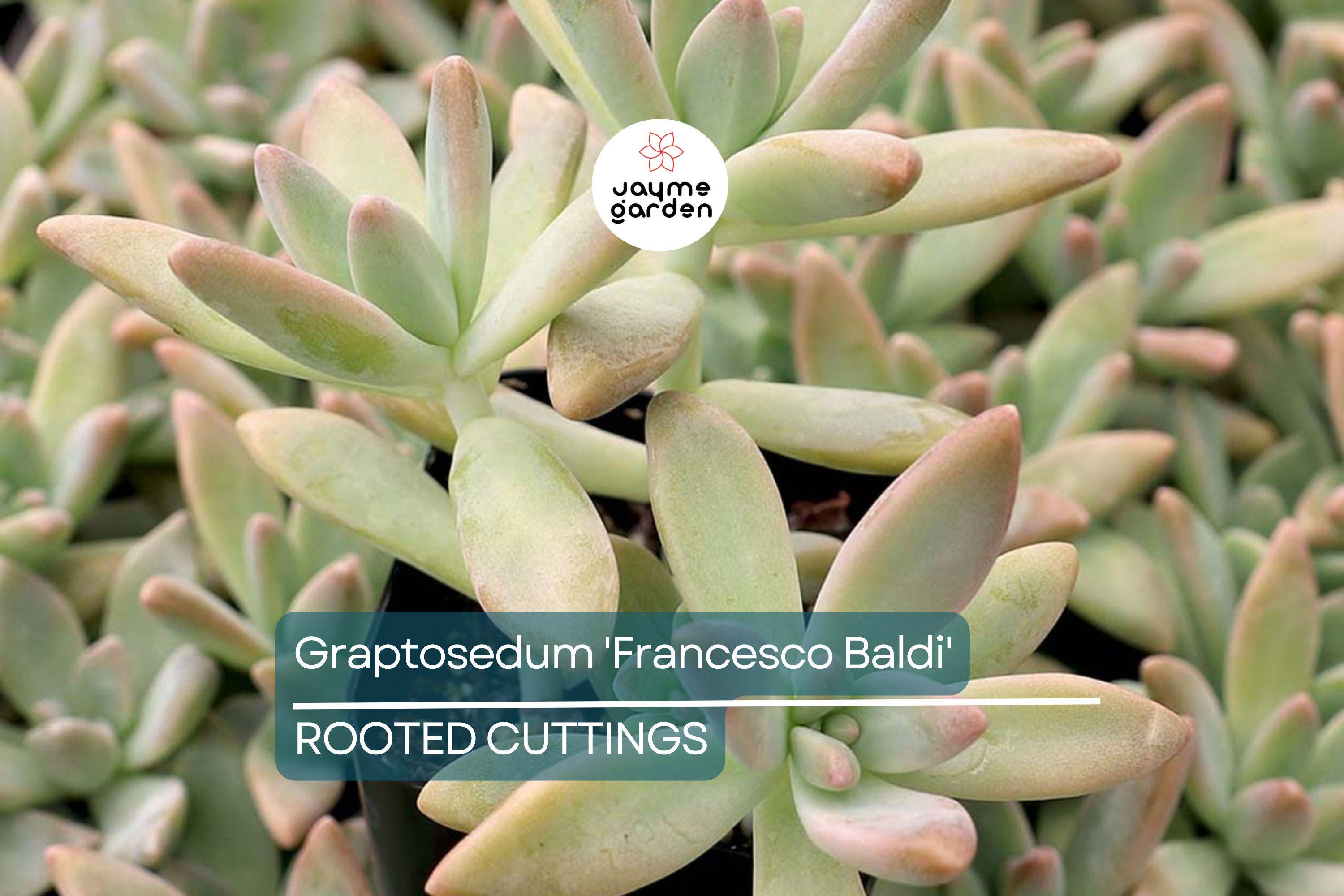 Live Succulent Graptosedum 'Francesco Baldi' | Rooted Plant in 2" Pot | Easy to Grow | Free Shipping