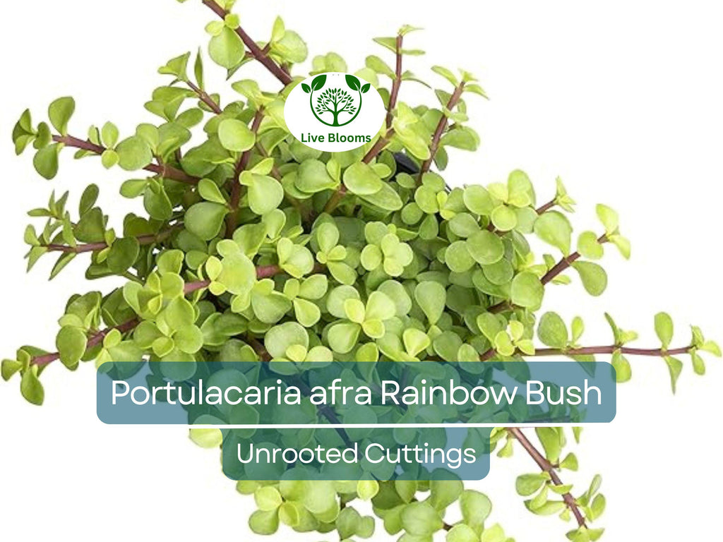 11 Elephant Bush Dwarf Jade Cuttings, Portulacaria Afra, Green/Red Stem, Unrooted 7-12", Succulent Plant for Propagation, Easy Care