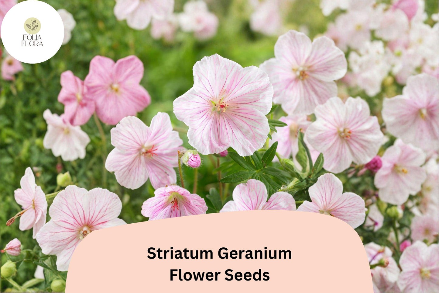 25+ Striatum Geranium Seeds | Hardy Perennial Cranesbill | Pink Blooms for Garden Beds, Borders & Ground Cover