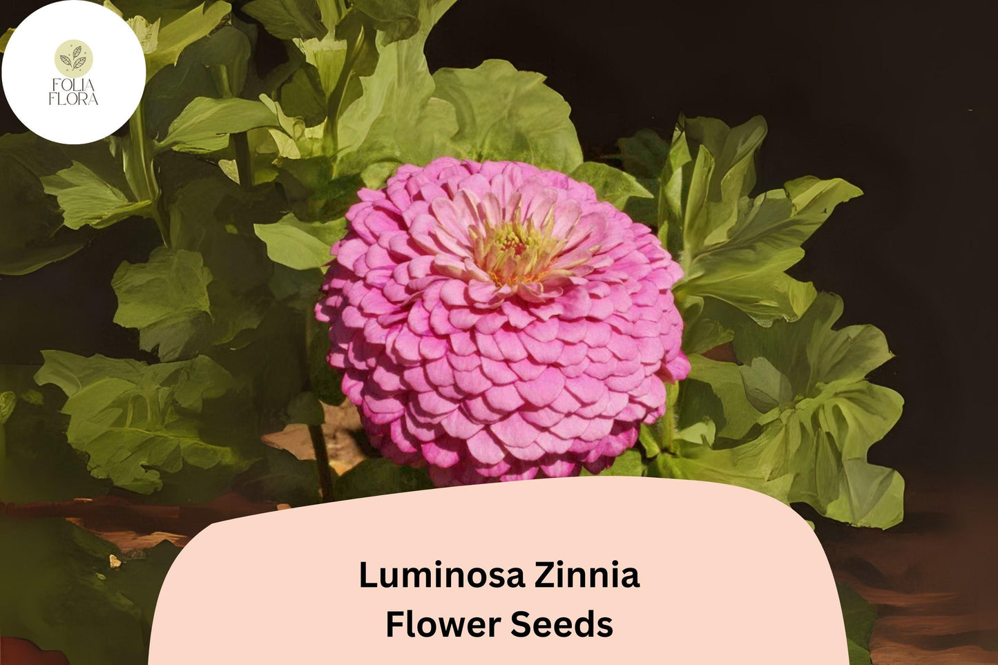 100+ Luminosa Zinnia Seeds – Bright Pink Blooms for Garden Planting, Borders & Cut Flower Arrangements