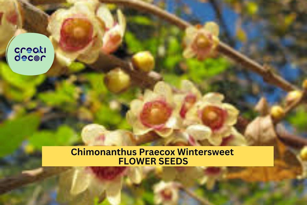 10 Seeds Chimonanthus Praecox – Wintersweet Tree Seeds for Planting – Fragrant Yellow Blooms for Winter Gardens