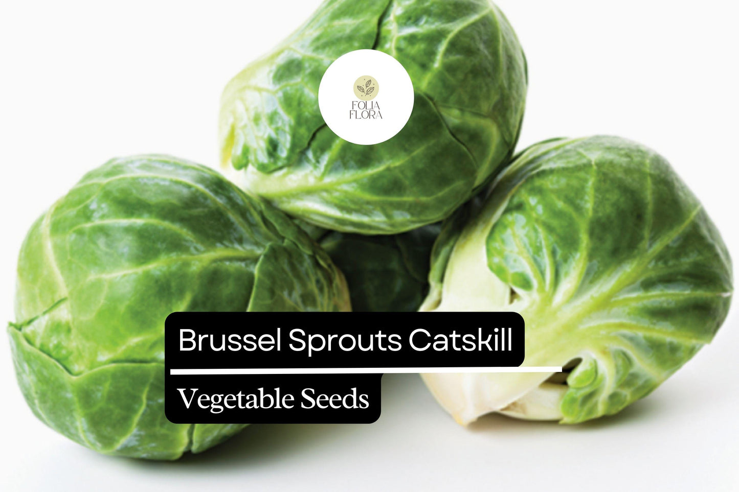 500+ Catskill Brussels Sprouts Seeds | Brassica oleracea | Heirloom Sprout Variety | Bulk Garden Vegetable Seeds