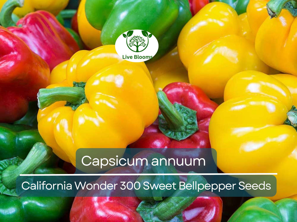 30 Seeds California Wonder 300 Sweet Bellpepper – Capsicum annuum | Heirloom Bell Peppers for Planting & Fresh Garden Harvests