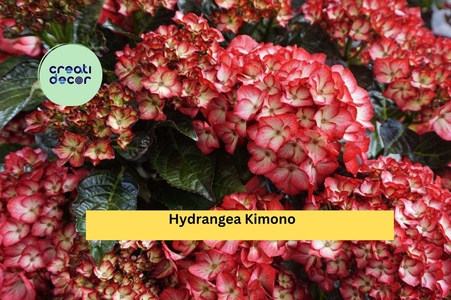 Hydrangea Kimono Starter Set | 4 Live Rooted Plants | Garden Ready Collection of Ornamental Flowering Shrubs