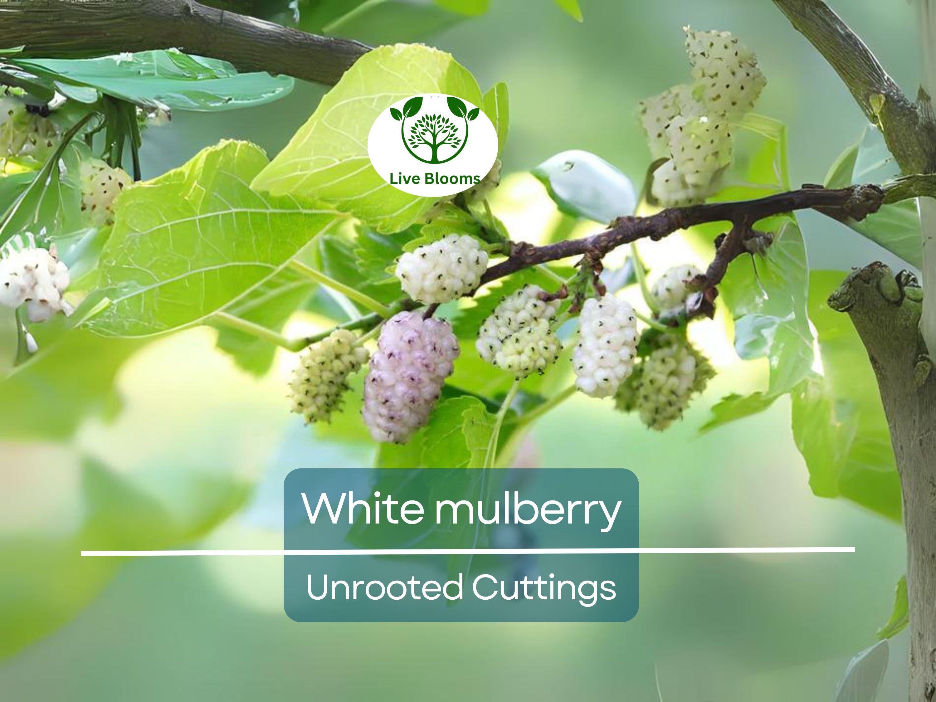 10pcs White Mulberry (Morus alba) Unrooted Cuttings 6-8", Edible Fruit Tree Cuttings, Grow Your Own Mulberry, Perfect for Gardens & Orchards