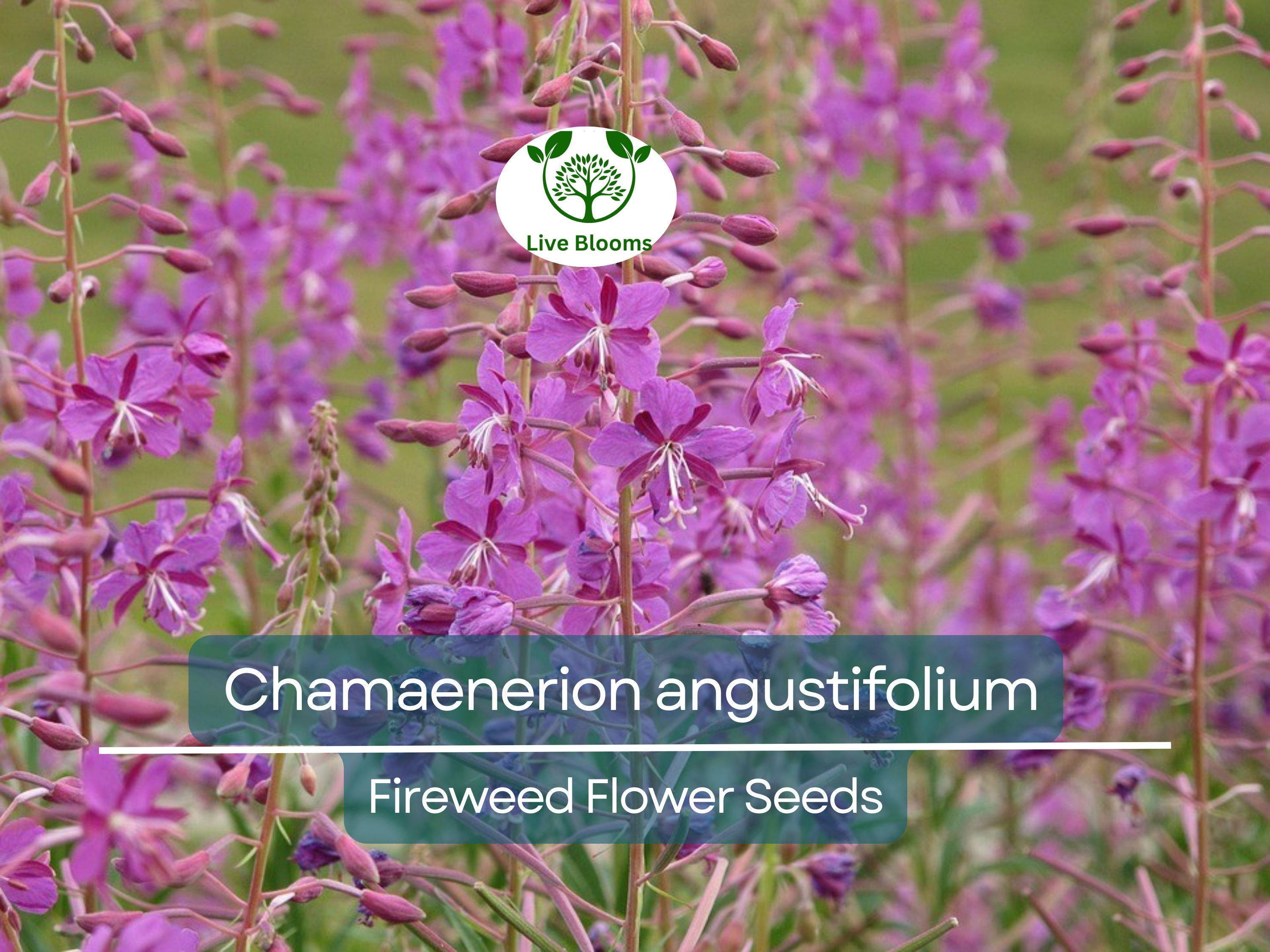 30 mg Seeds Chamaenerion Angustifolium Fireweed – Vibrant Wildflower for Planting, Gardening, and Pollinator-Friendly Landscapes