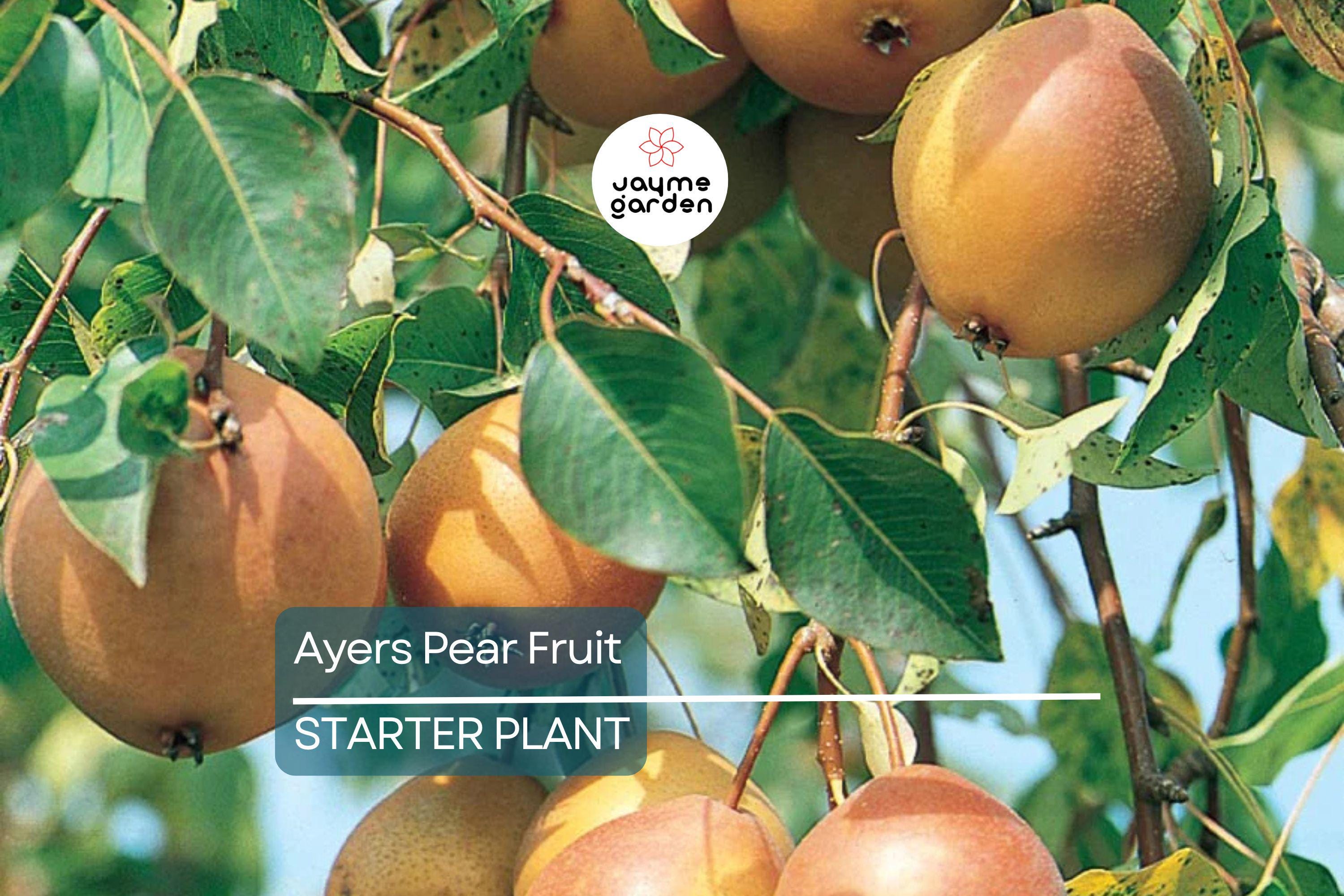 Ayers Pear Tree 12-18” Bare-Root | Heirloom Fruit Tree | Sweet Dessert Pears | Hardy & Disease-Resistant