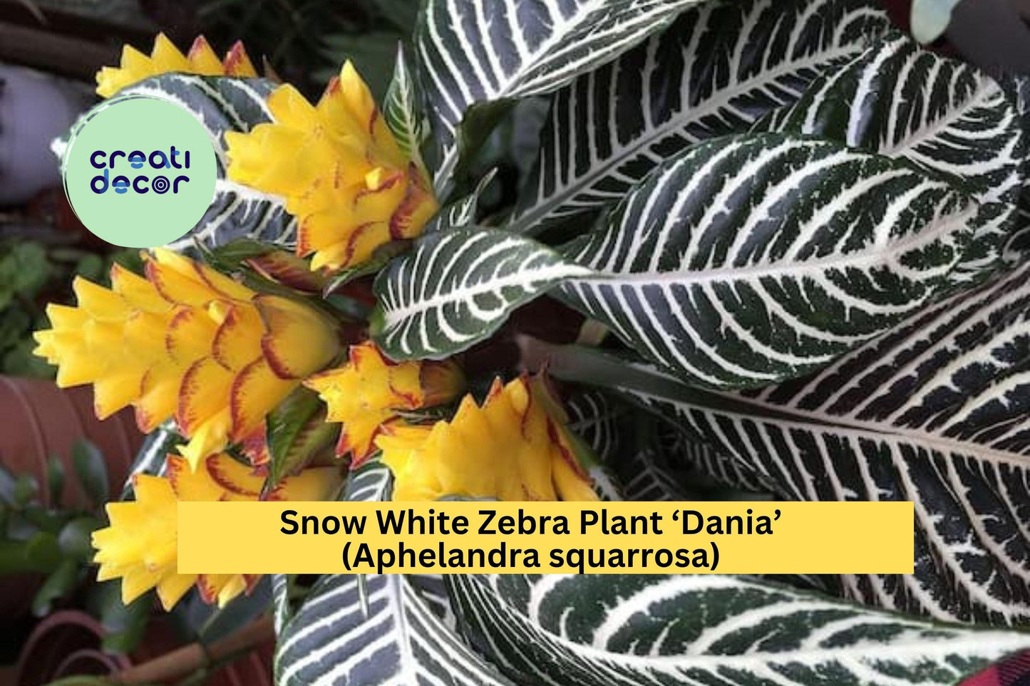 Snow White Zebra Plant ‘Dania’ (Aphelandra squarrosa) – Live Rooted Starter – Striking White-Veined Tropical Houseplant