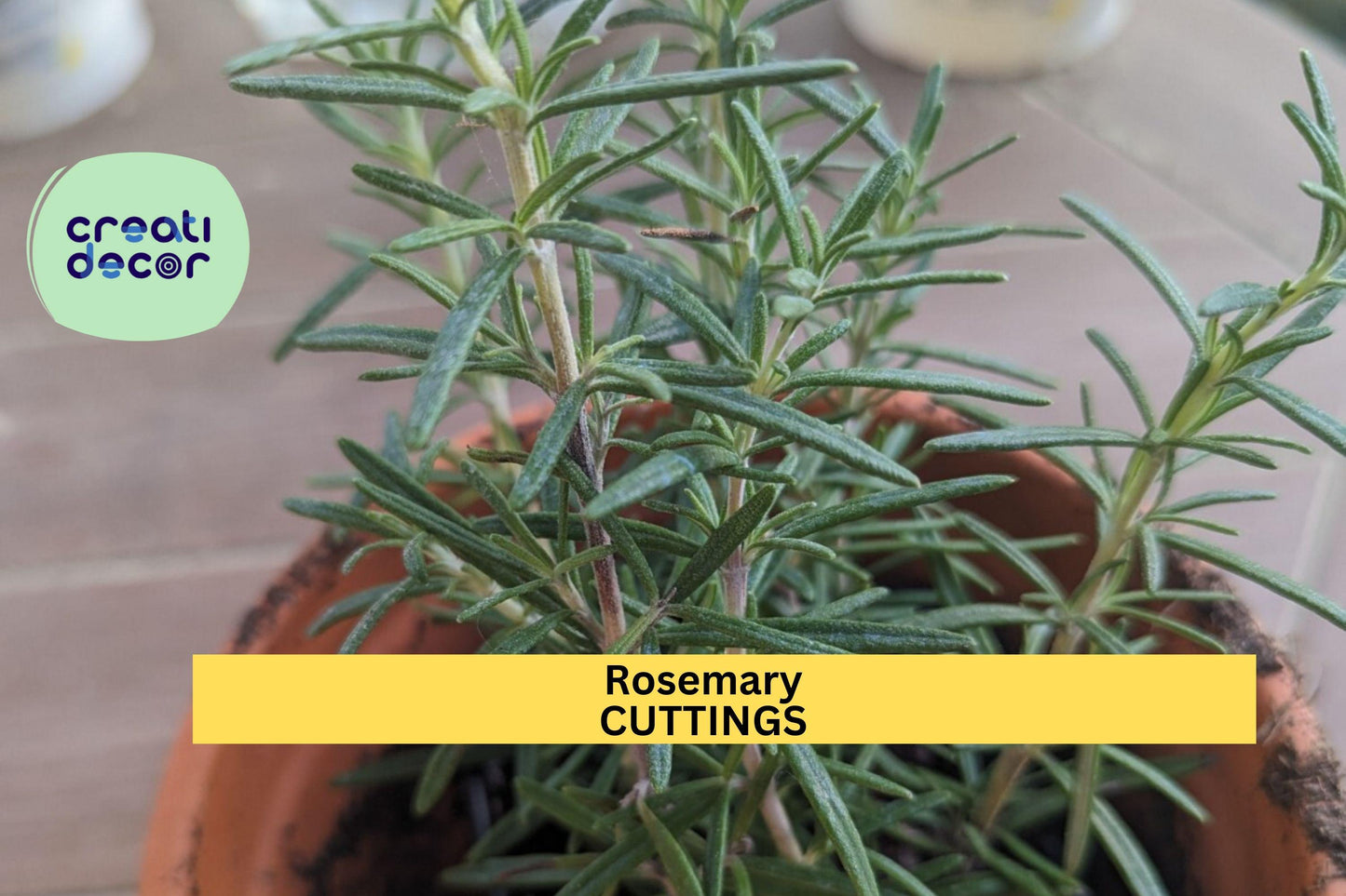2 Rosemary Rooted Cuttings | 5–8” Live Bare Root Plants | Culinary Herb Starter | Organic Garden or Container Plant
