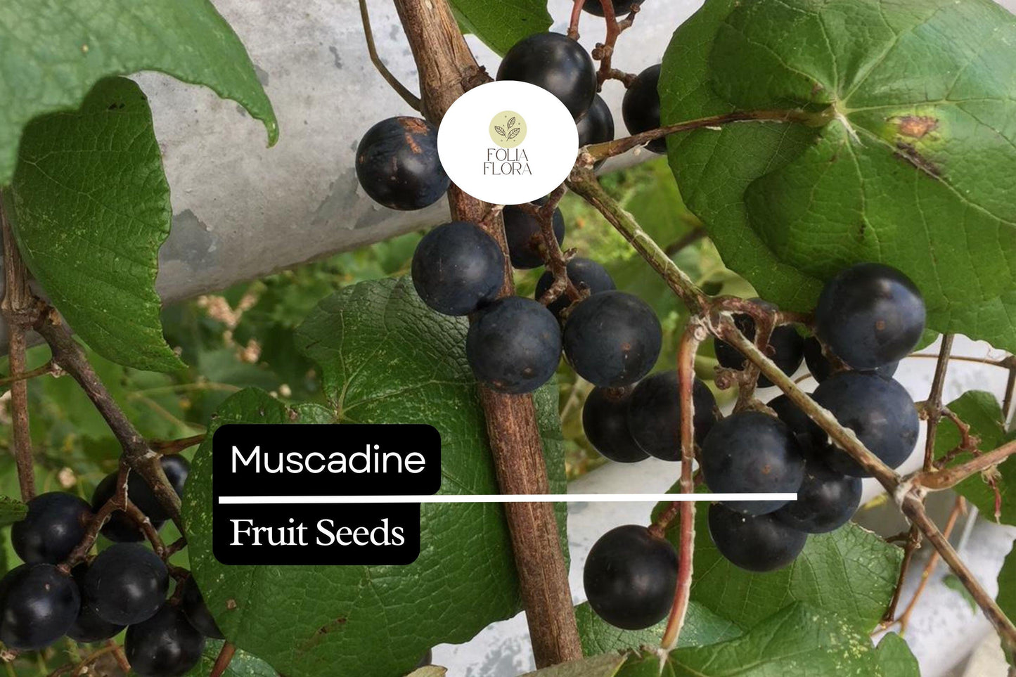 Muscadine Grape Seeds (Vitis rotundifolia) | 5 Seeds | Sweet Edible Grapes | Native Vine | Ideal for Wine & Jellies