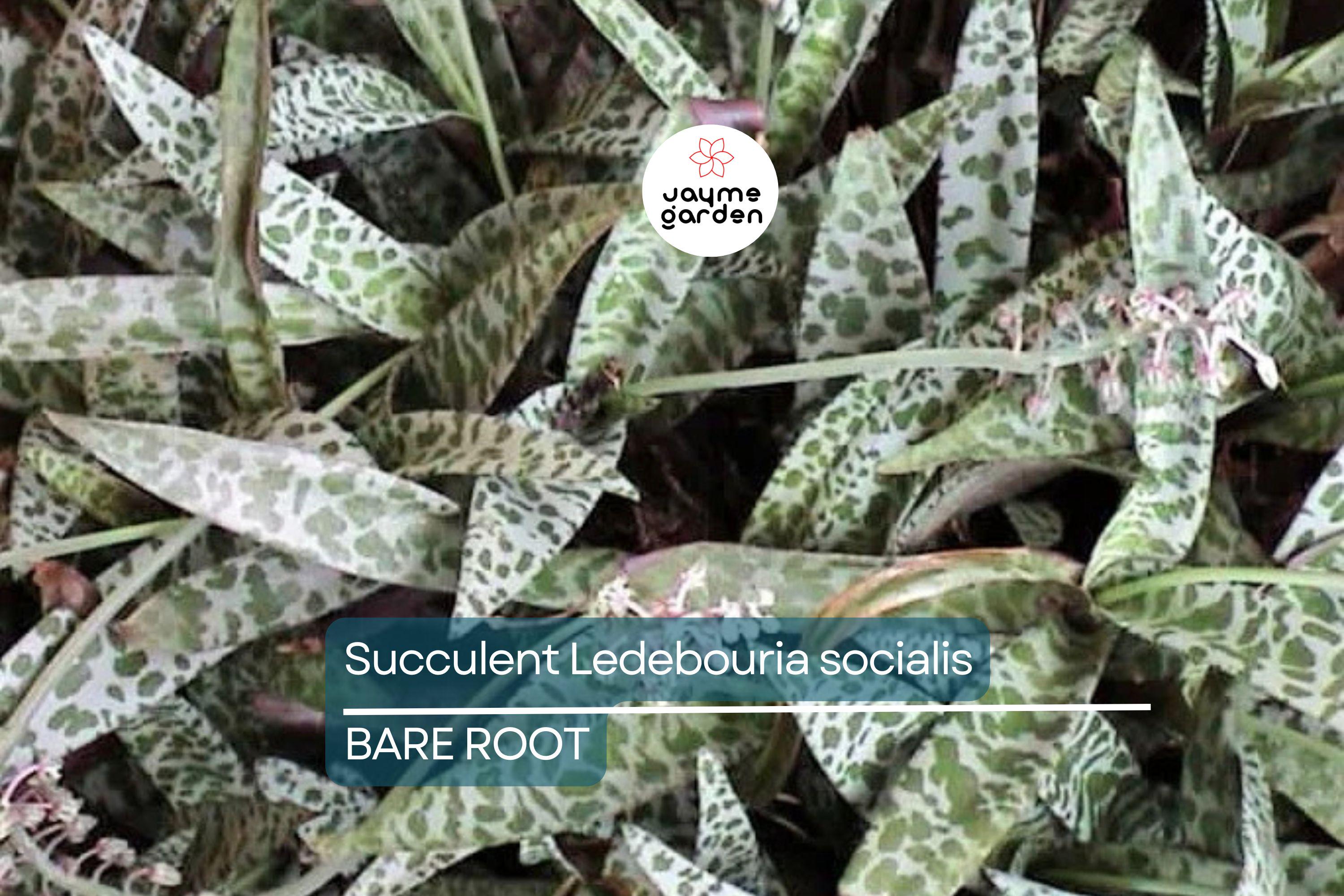 Succulent Ledebouria socialis Silver Squill – 1 Live Plant, Variegated, Drought-Tolerant Houseplant