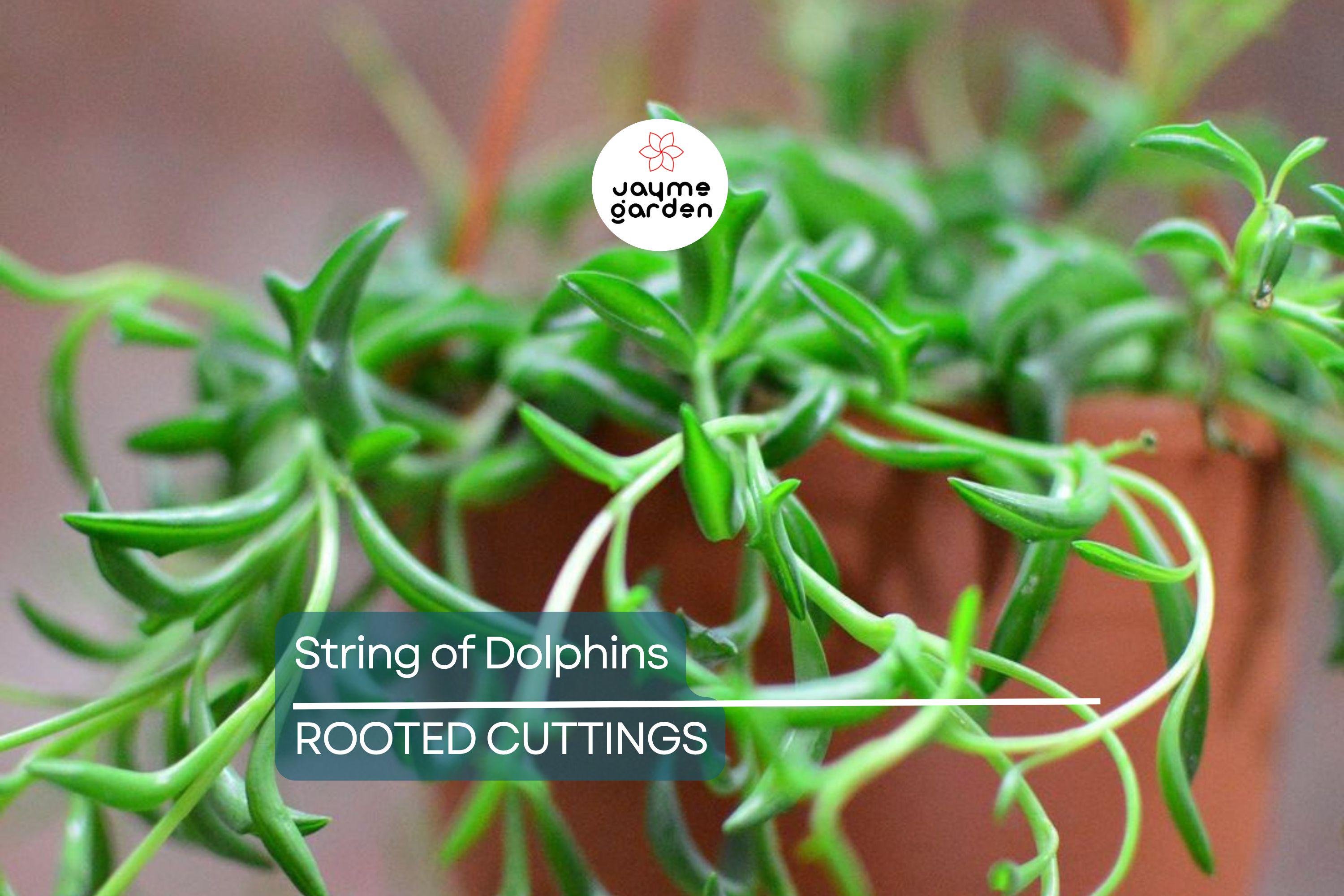 12 Cuttings String of Dolphins Senecio peregrinus Succulent Plant (4-8 Inches)