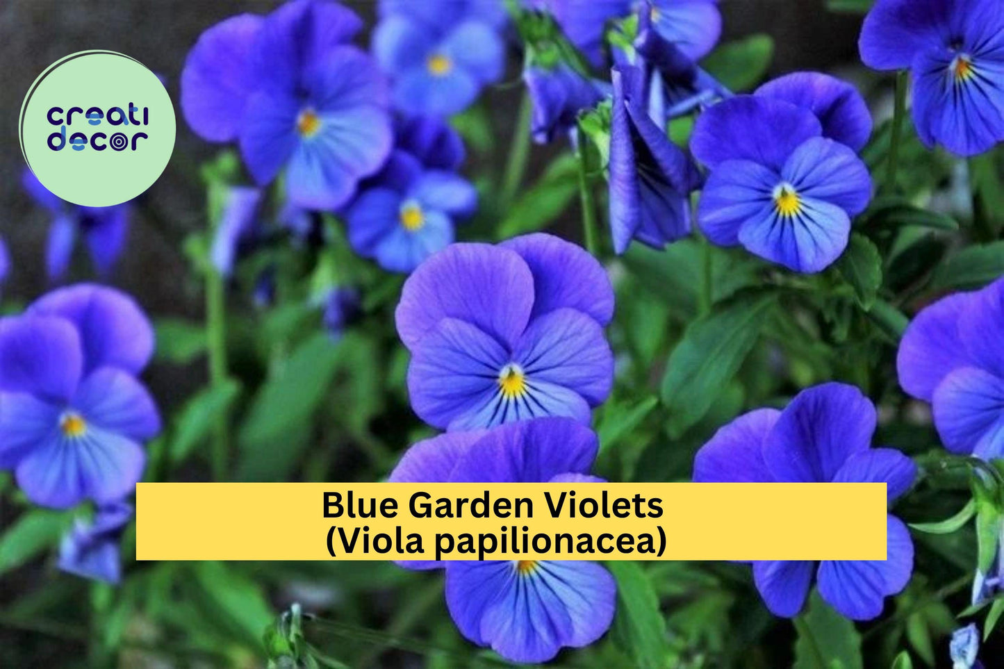 Blue Garden Violet 5 Bare Roots – Viola papilionacea – Hardy Perennial Wildflower with Blue-Purple Blooms for Borders & Groundcover