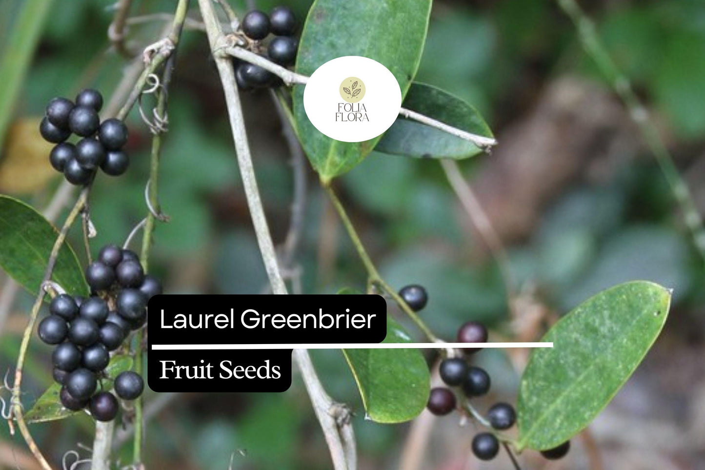 Laurel Greenbrier Seeds (Smilax laurifolia) | 5 Seeds | Hardy Vine for Wildlife & Natural Fencing