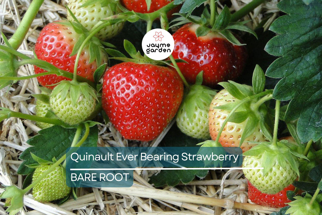 Quinault Everbearing Strawberry Plants - 25 Bareroot Plants, Large & Sweet, Zones 4-9