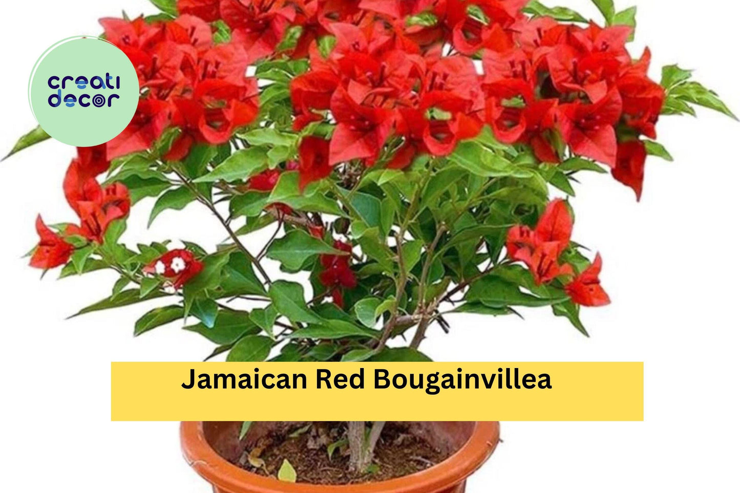 Jamaican Red Bougainvillea – Live Well-Rooted Starter Plant, Small Plug Vine with Bright Red Bracts, Tropical Flowering Vine for Garden