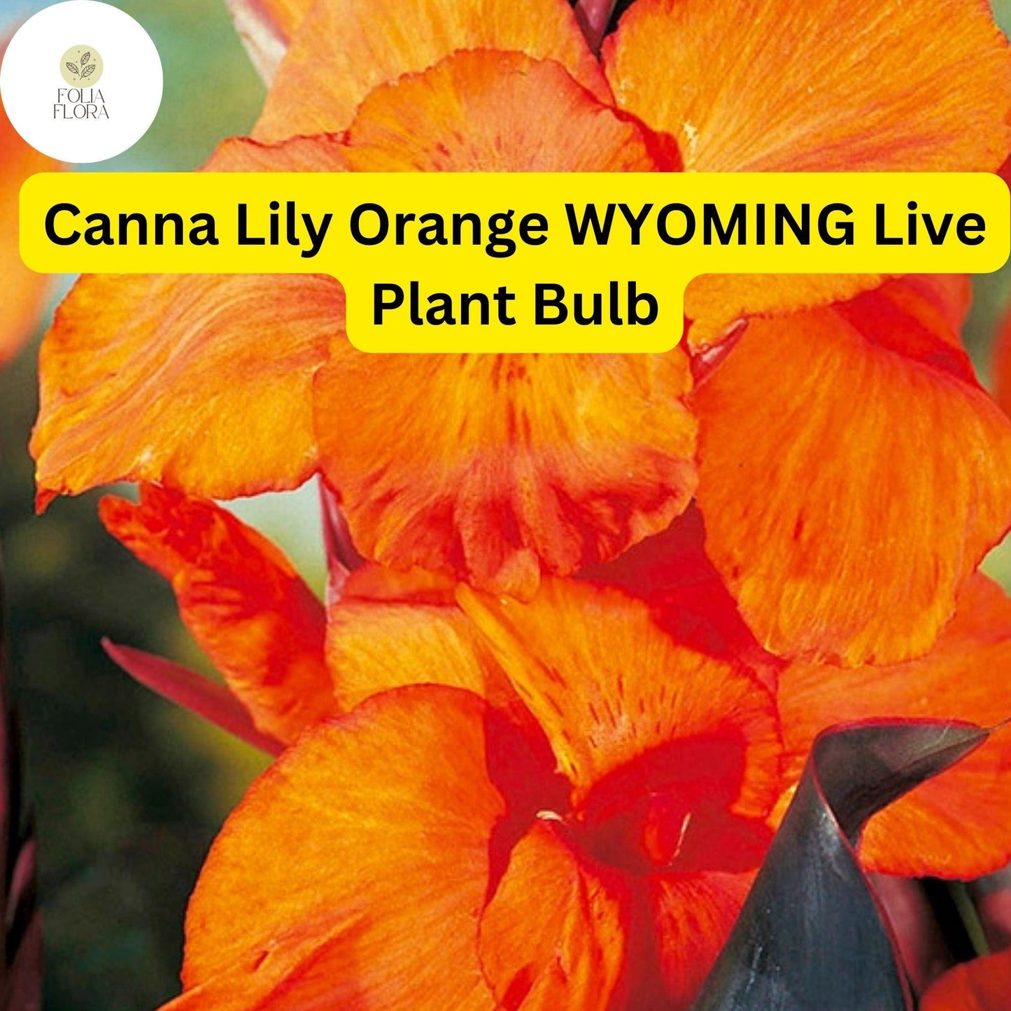 Canna Lily Orange Wyoming | 1 Live Bulb | Tall Flowering Plant with Purple Burgundy Leaves | Tropical, Fast-Growing, Perennial