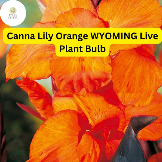 Canna Lily Orange Wyoming | 1 Live Bulb | Tall Flowering Plant with Purple Burgundy Leaves | Tropical, Fast-Growing, Perennial