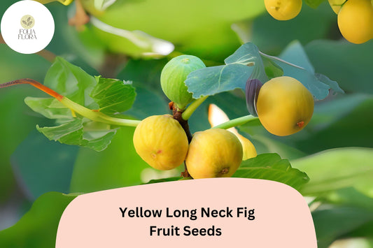 100+ Yellow Long Neck Fig Seeds – Grow Ficus carica Sweet, Large Figs for Garden & Home