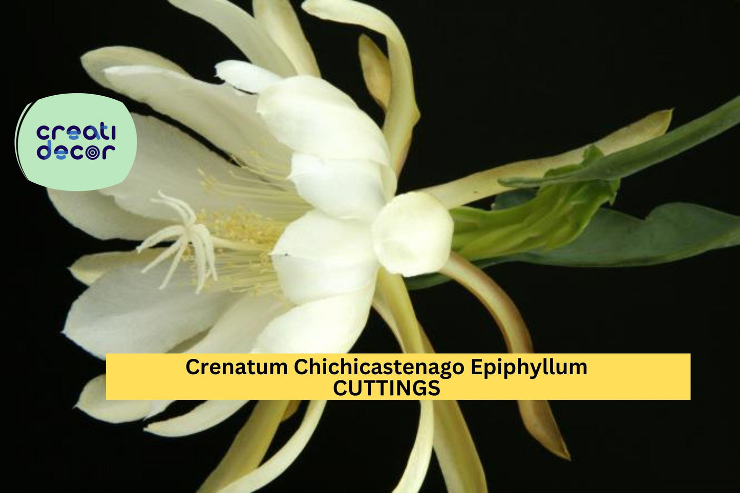 3 Epiphyllum ‘Crenatum Chichicastenango’ Cuttings – Orchid Cactus Stems | Exotic Night-Blooming Plant for Pots or Hanging Baskets