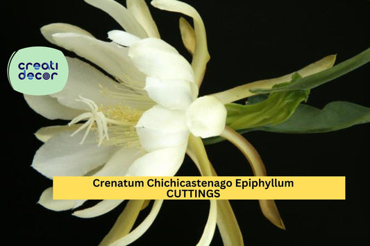 3 Epiphyllum ‘Crenatum Chichicastenango’ Cuttings – Orchid Cactus Stems | Exotic Night-Blooming Plant for Pots or Hanging Baskets