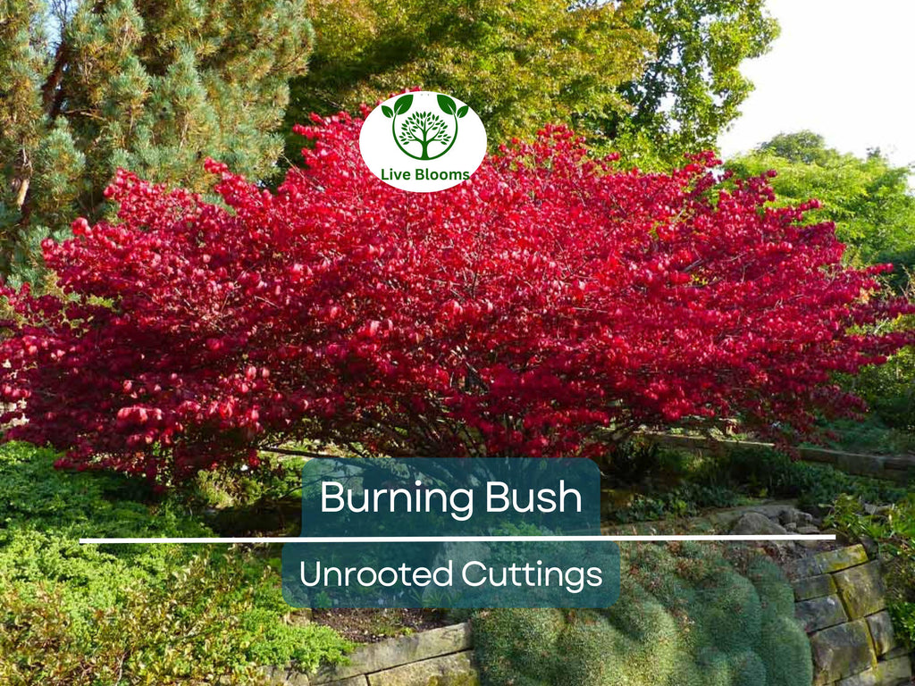 12 Burning Bush Unrooted Cuttings (Euonymus alatus) 6-8" | Dwarf Burning Bush, Ornamental Shrub for Landscaping