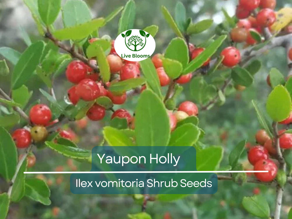 40 Yaupon Holly Seeds (Ilex vomitoria), Tea Shrub, Evergreen Hedge, Native Shrub, Edible Leaves, Bush, Tea Plant, Garden Starter