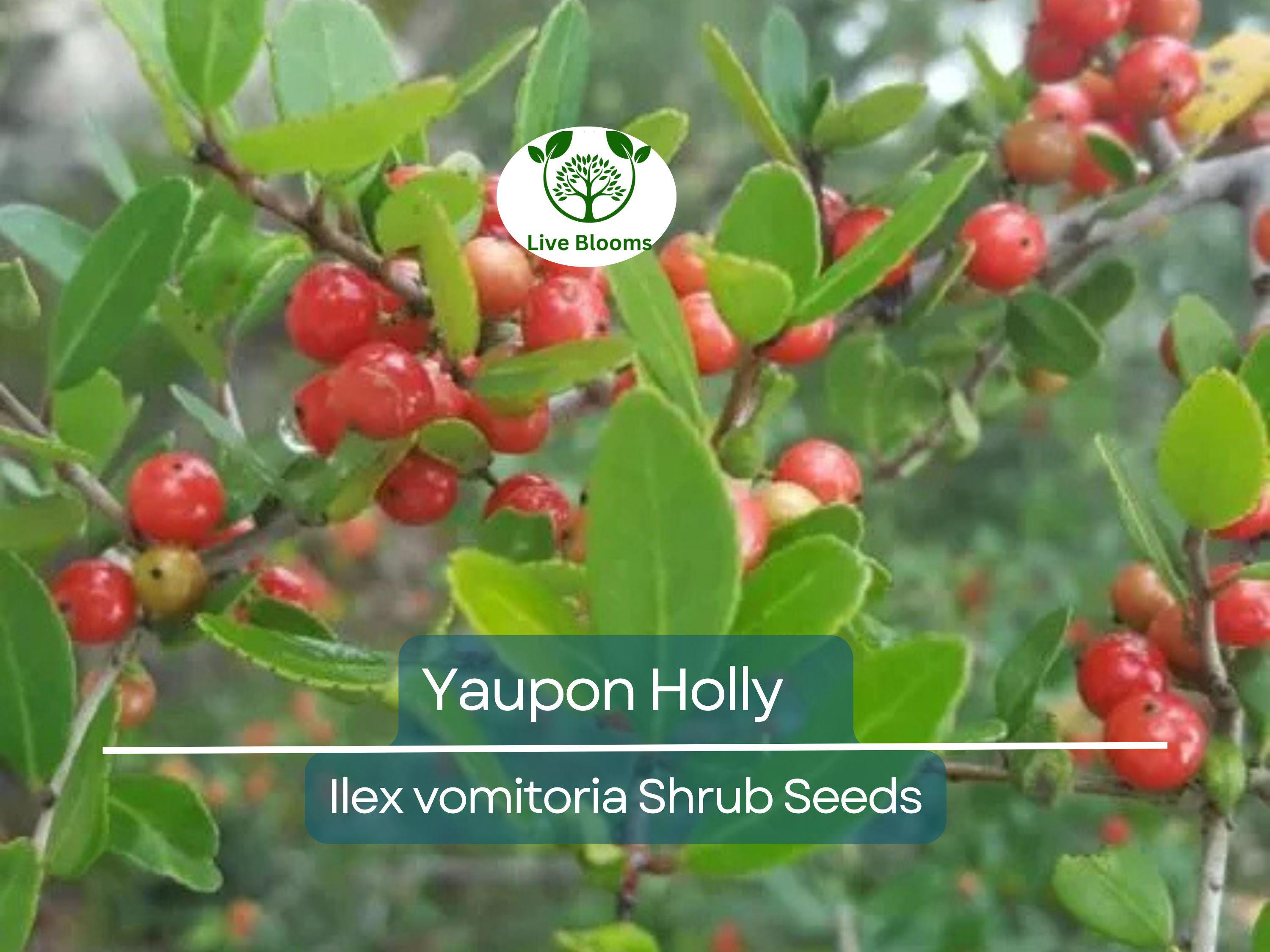 40 Yaupon Holly Seeds (Ilex vomitoria), Tea Shrub, Evergreen Hedge, Native Shrub, Edible Leaves, Bush, Tea Plant, Garden Starter