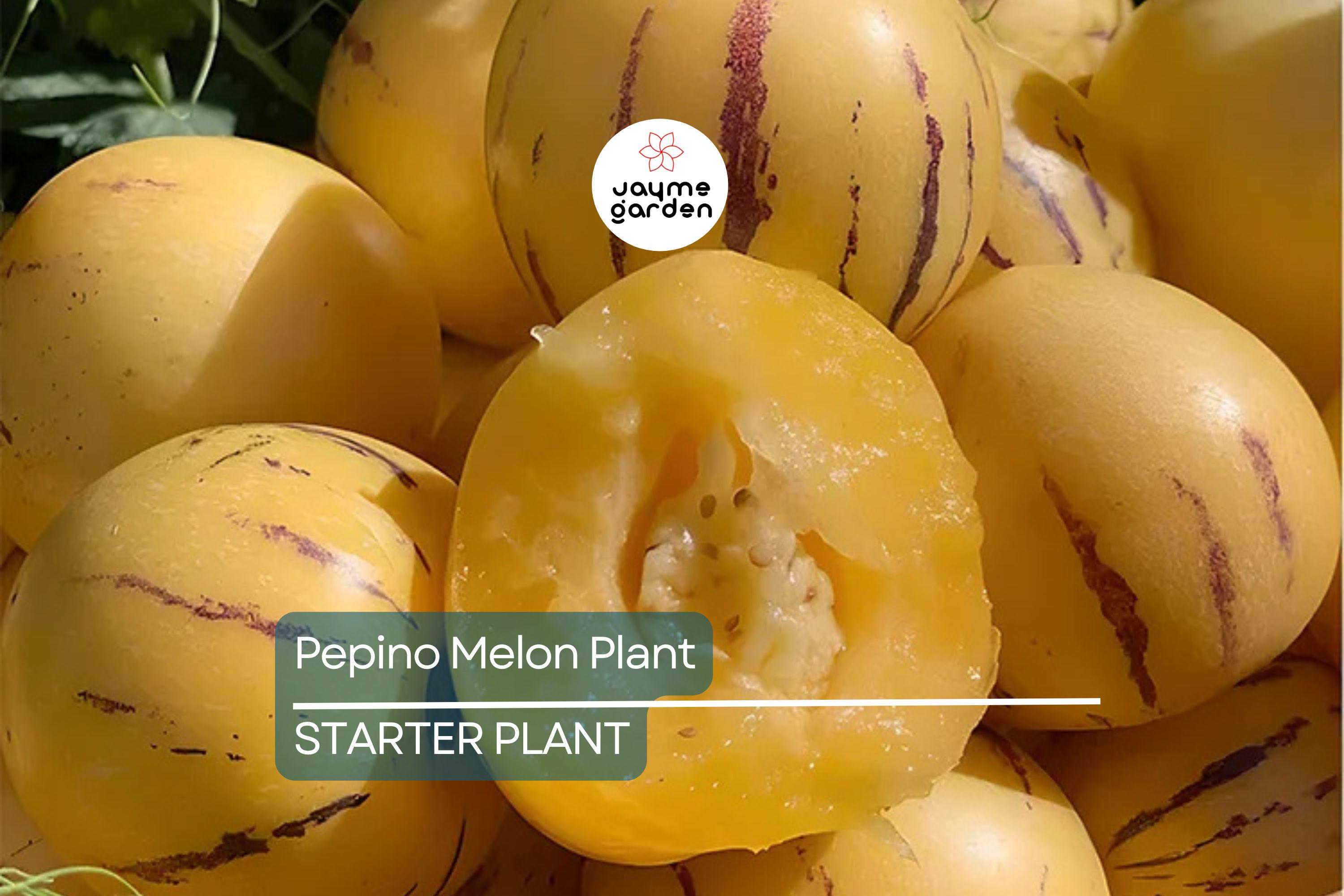 Pepino Melon Plant Cutting | Sweet Golden Ginseng Fruit | Live Starter Plant with Pot | Bushy, Perennial & Evergreen
