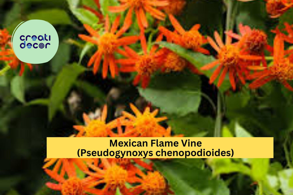 Mexican Flame Vine (Pseudogynoxys chenopodioides) – 10 Unrooted Cuttings 5–7" – Bright Orange Flowering Tropical Climber