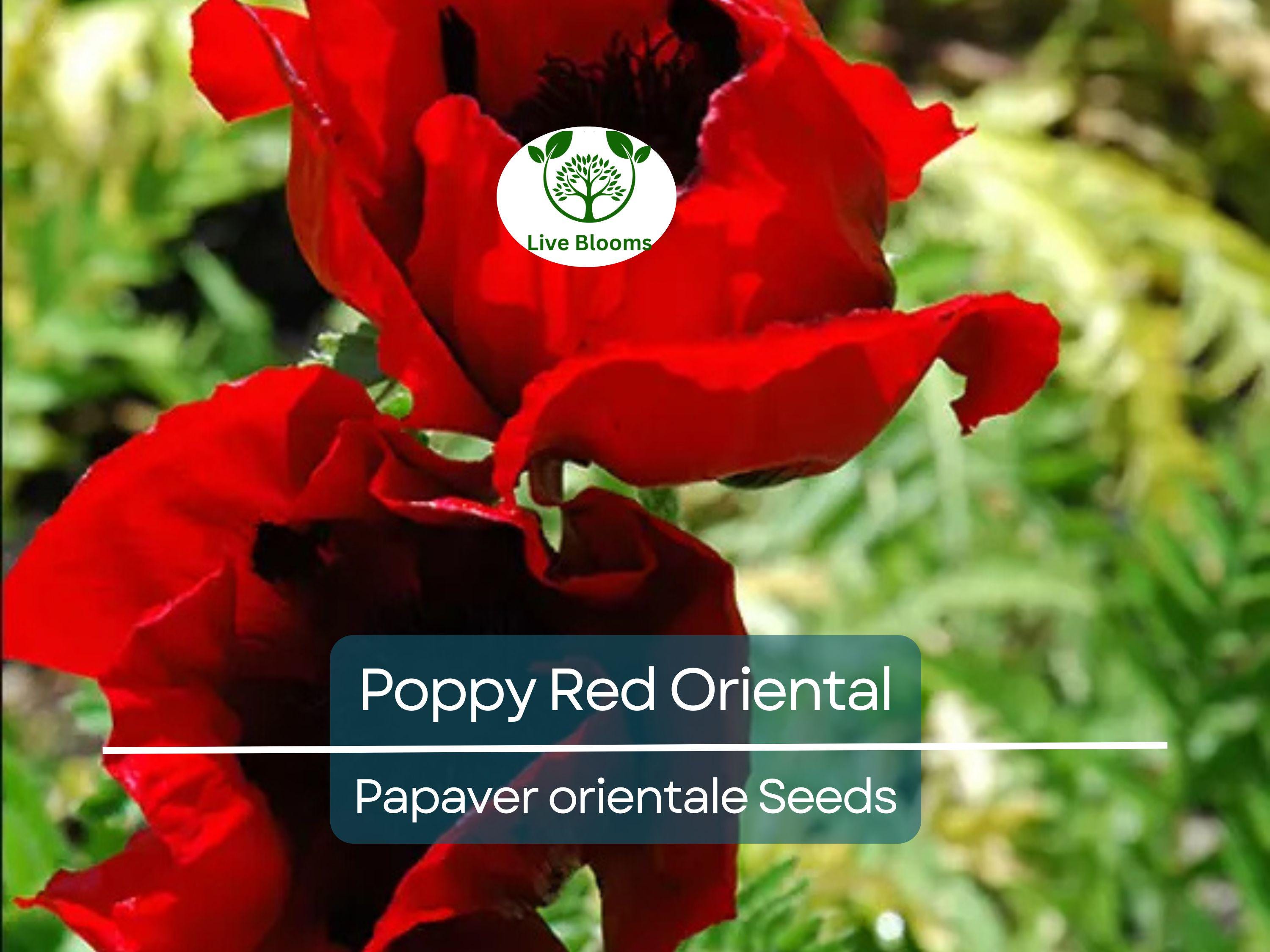 1000 Seeds Poppy Red Oriental Perennial - Scarlet Large Flowers, Non-GMO, Stunning Blooms, Ideal for Gardens Landscapes (Papaver orientale)