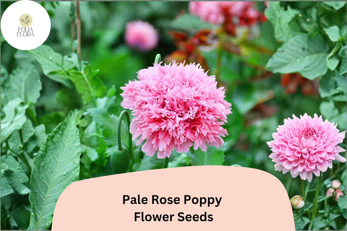 200+ Pale Rose Poppy Seeds for Garden Planting – Soft Pink Blooms, Easy to Grow Perennial Flowers