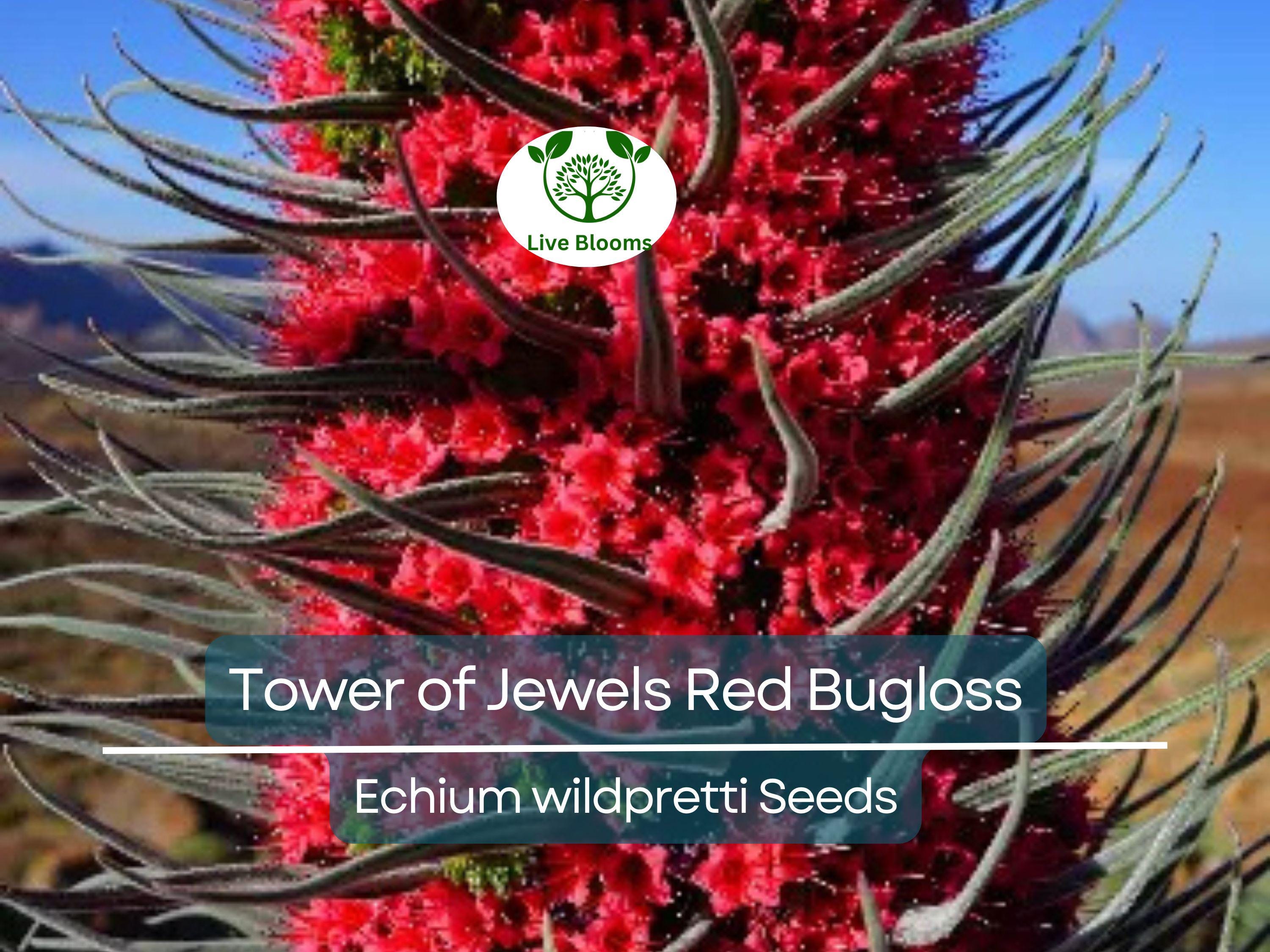 50 Tower of Jewels Red Bugloss Seeds (Echium wildpretti) | Tropical, Hardy Perennial, Vibrant Flowers, Attracts Pollinators