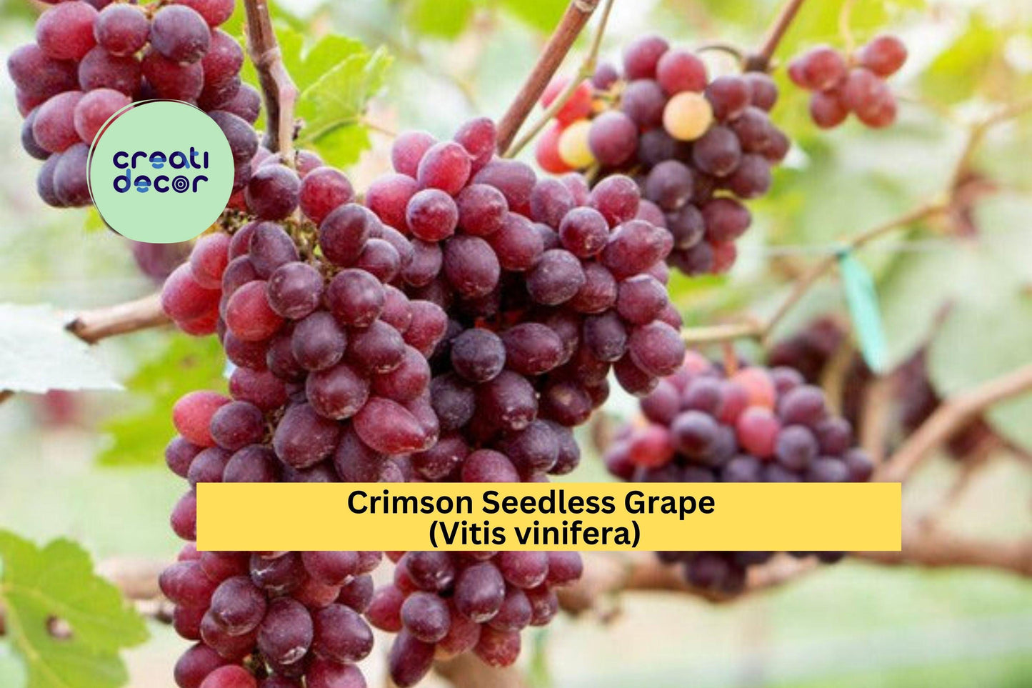 Crimson Seedless Grape Vine | 4 Large Cuttings | Red Table Grape Variety for Rooting and Home Vineyard Growing