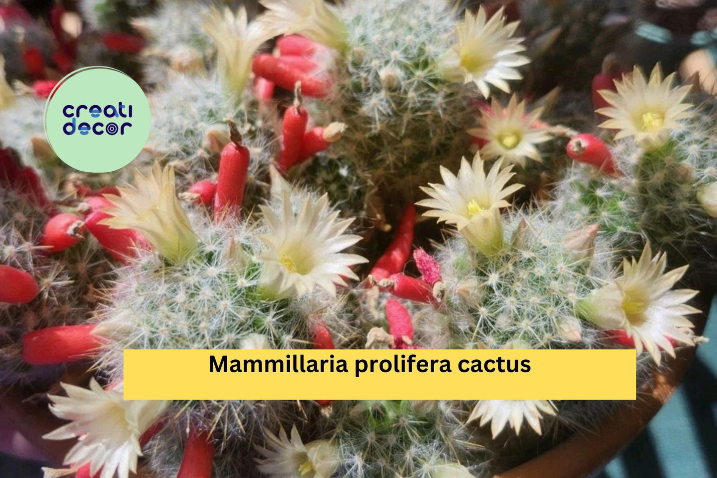 Mammillaria prolifera – Flowering Small Cactus – 6 Live Starter Pups – Easy Care Succulent with Yellow Blooms