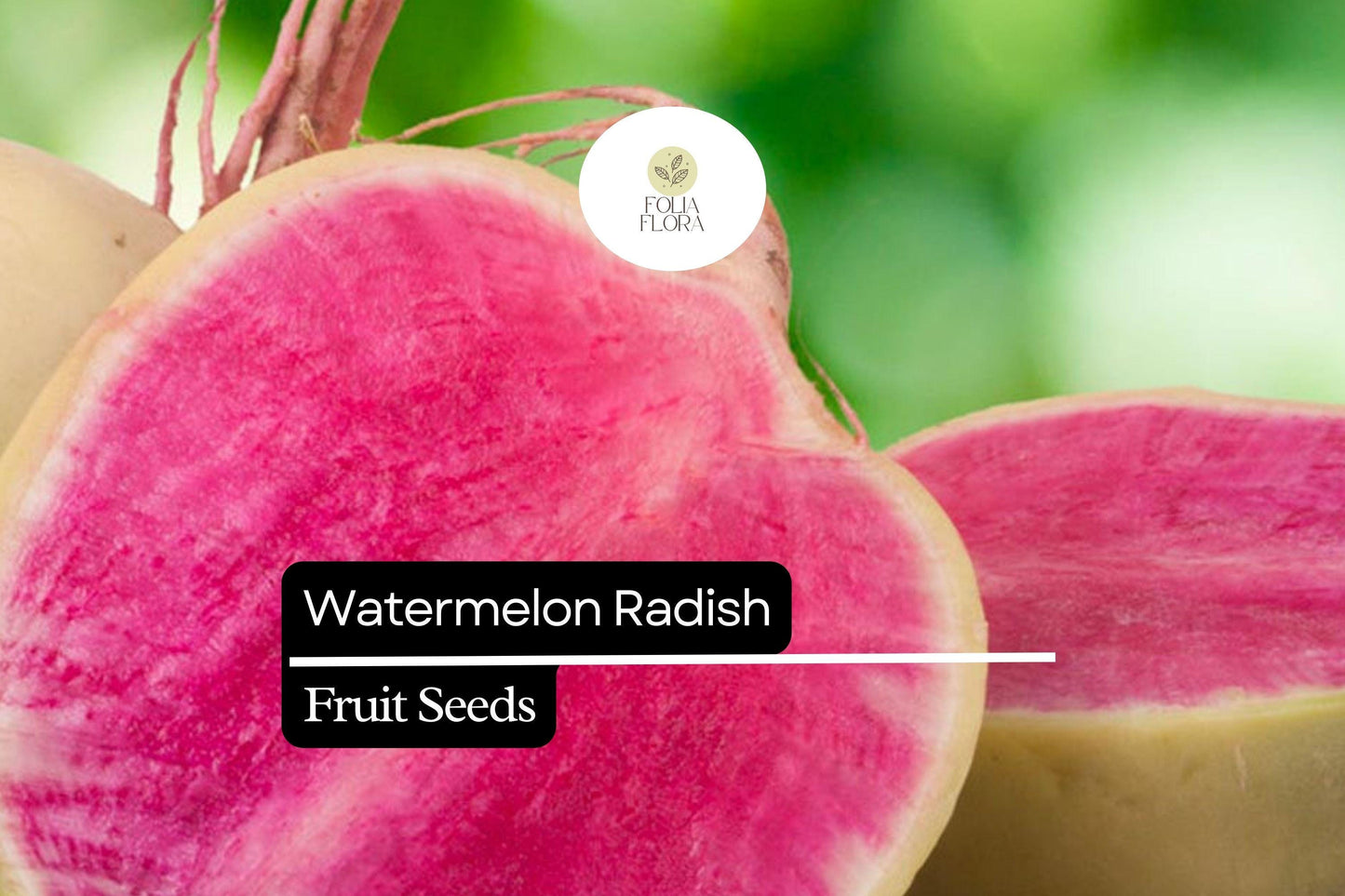 500+ Watermelon Radish Seeds – Heirloom Red Meat Radish for Garden Planting