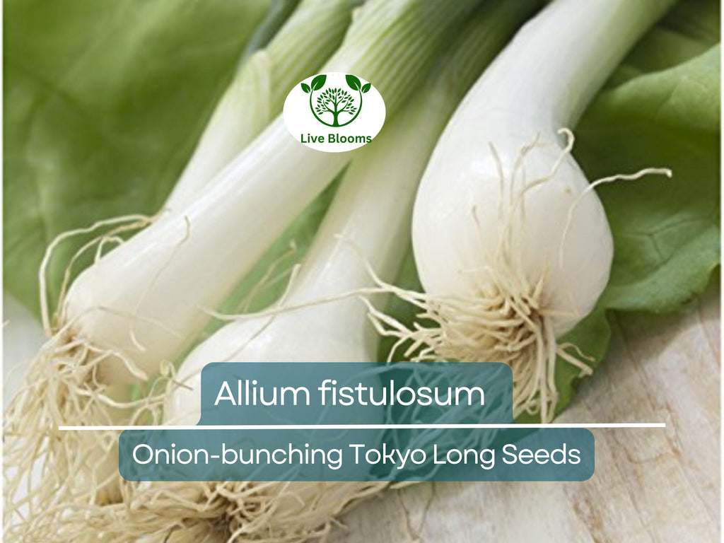 250 Seeds Onion Bunching Tokyo Long for Planting (Allium fistulosum) - Sweet, Mild Green Onions for Home Gardens, Ideal for Spring & Fall