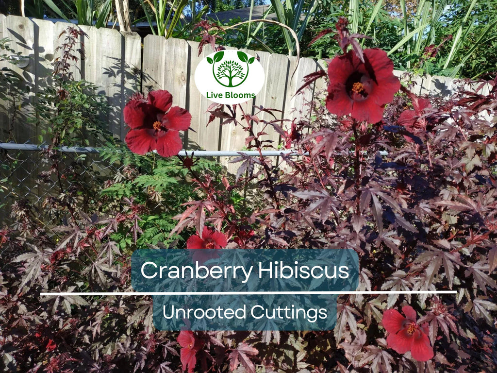 7 Live Cranberry Hibiscus Plant Clippings - Organic Edible Perennial, Perfect for Gardening & Cooking