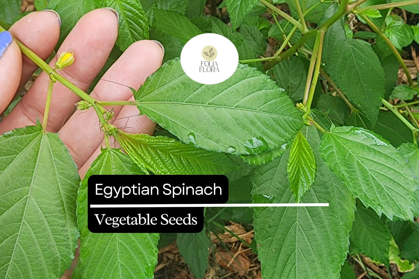 Egyptian Spinach Seeds | 25 Molokhia Seeds | Heat-Loving Leafy Green for Summer Gardening & Culinary Use